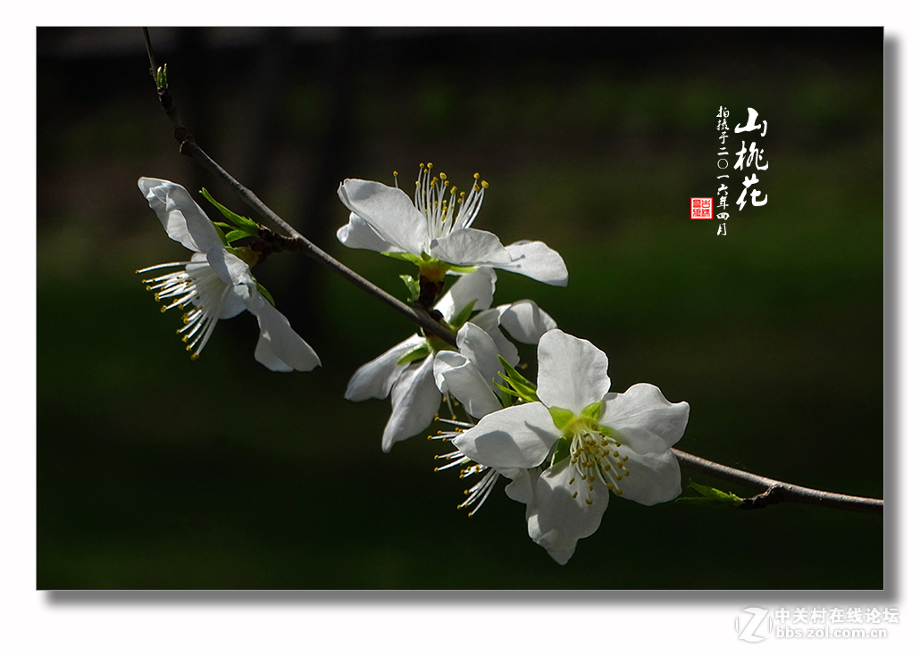 【迎春的山桃花】（2）