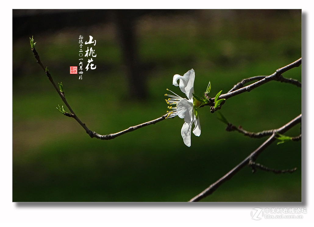 【迎春的山桃花】（2）