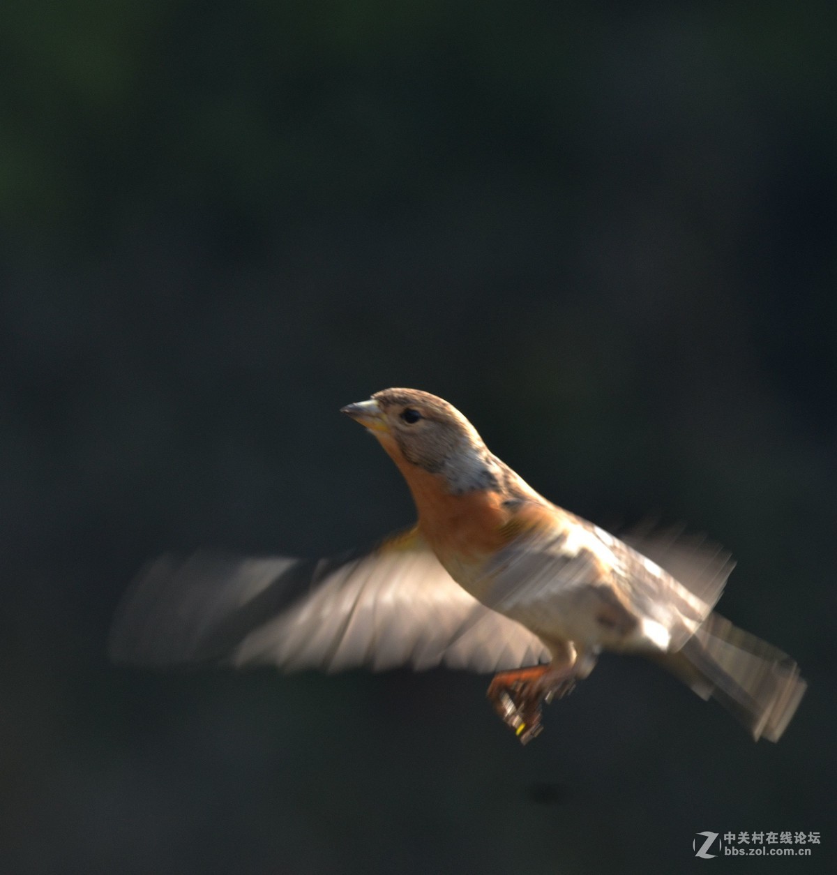 黄雀-贺兰山野生动物-图片