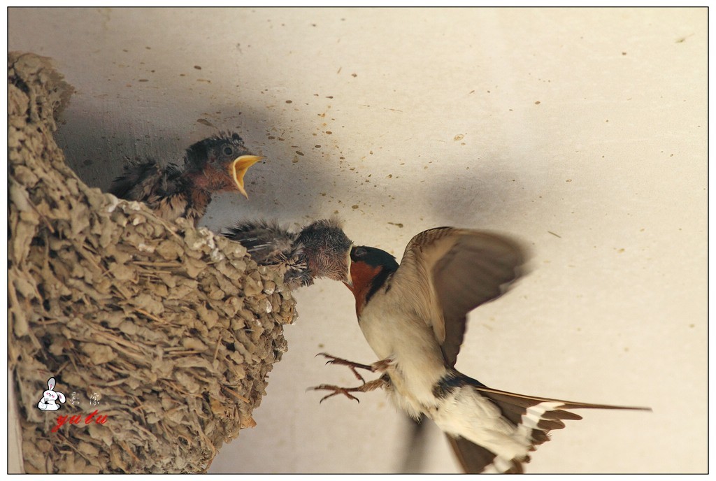 燕子餵食