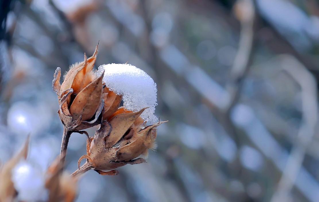 《2019的雪》全国大部分地区喜降大雪，只能在小区狭窄的地方拍点雪景，算是纪念吧！