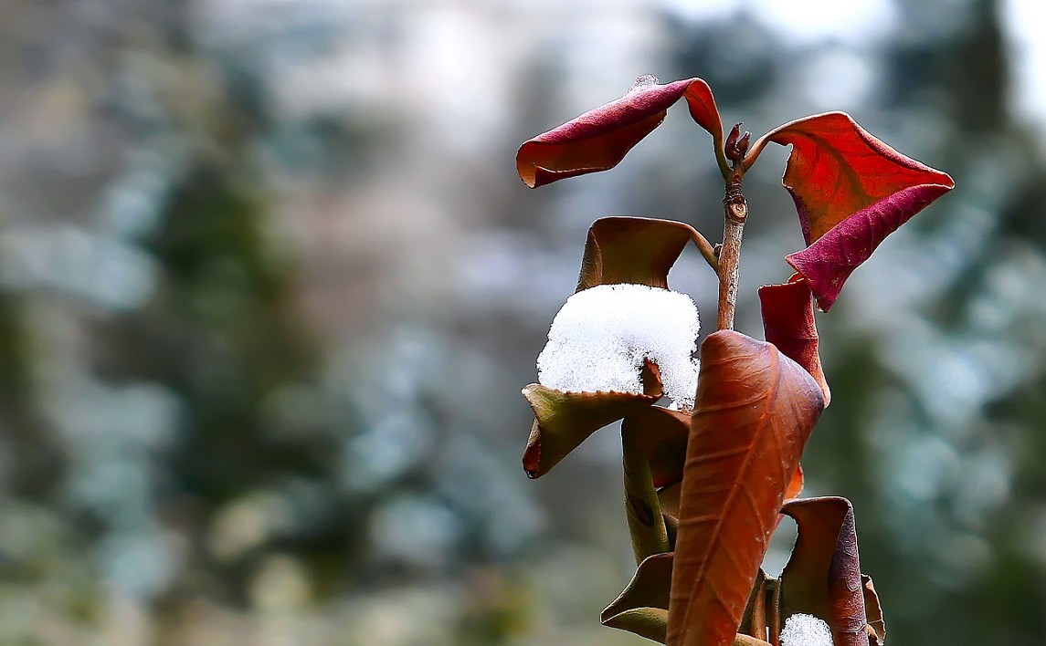 《2019的雪》全国大部分地区喜降大雪，只能在小区狭窄的地方拍点雪景，算是纪念吧！