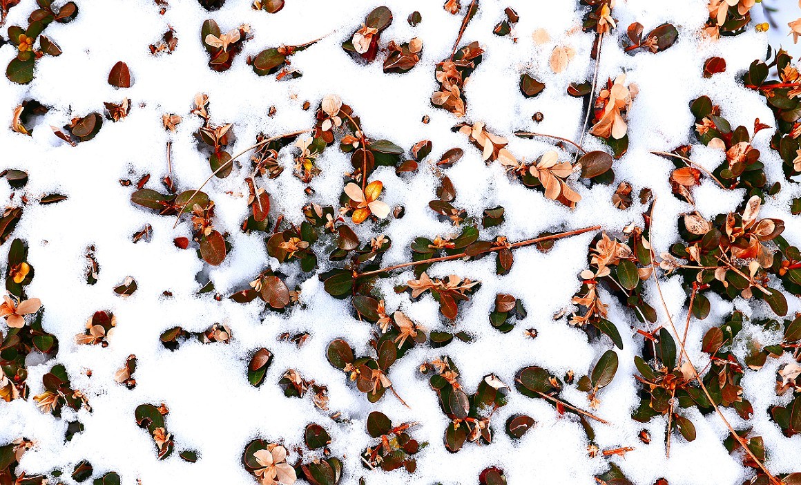 《2019的雪》全国大部分地区喜降大雪，只能在小区狭窄的地方拍点雪景，算是纪念吧！