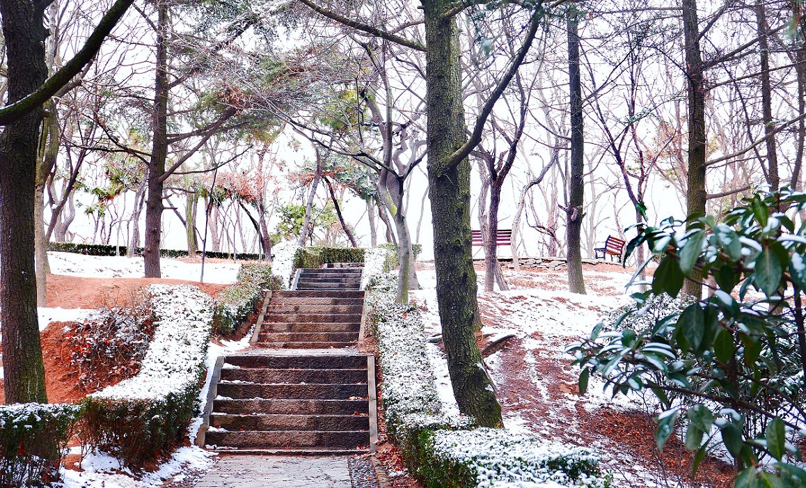《2019的雪》全国大部分地区喜降大雪，只能在小区狭窄的地方拍点雪景，算是纪念吧！