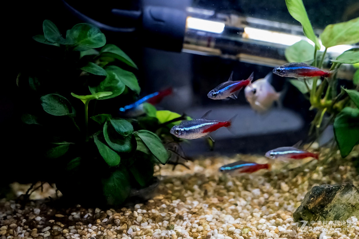 适马50/1.4art新头到货，拍几张家里的御用模特及热带鱼试镜