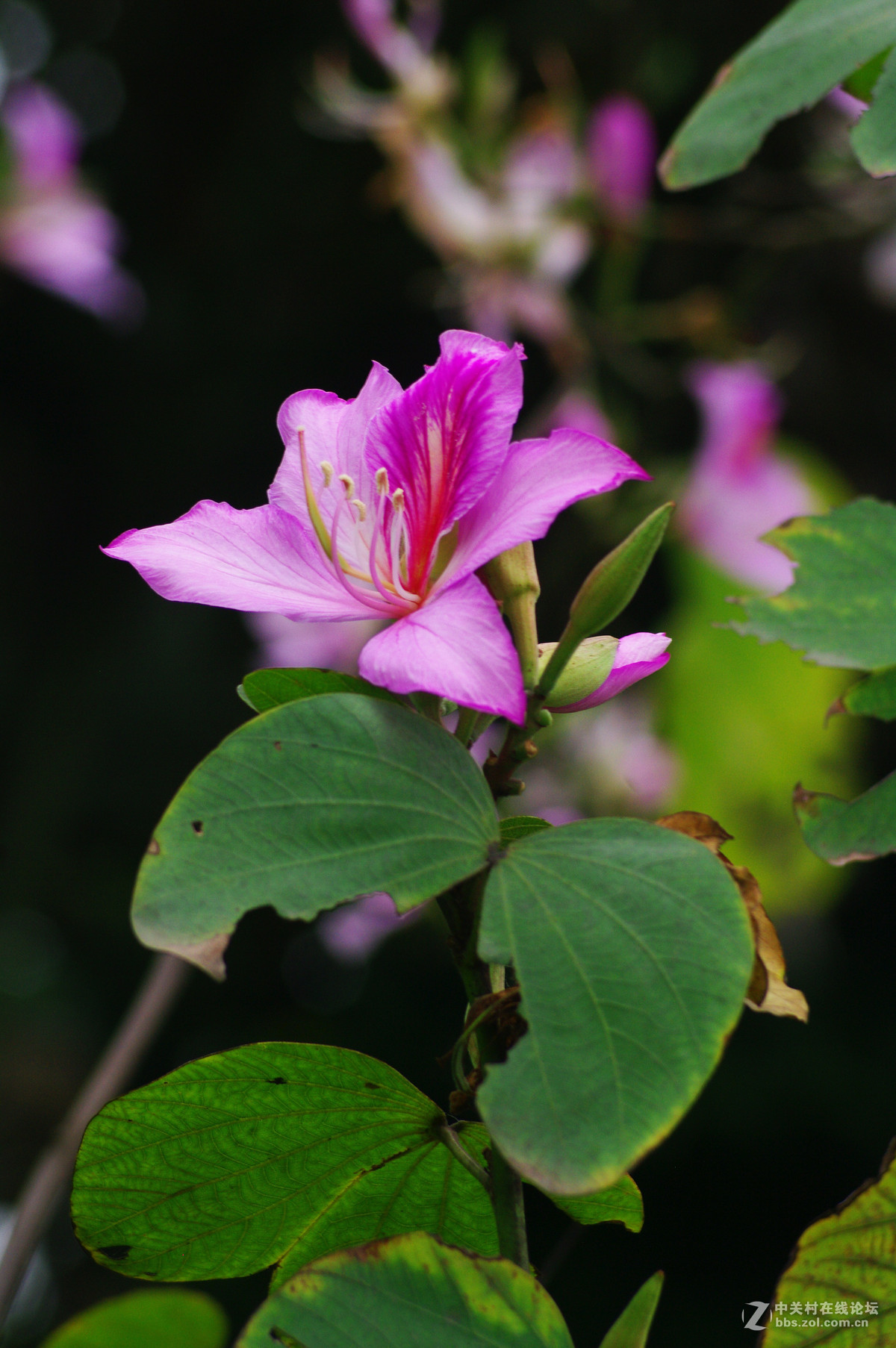 紫荆花-中关村在线摄影论坛