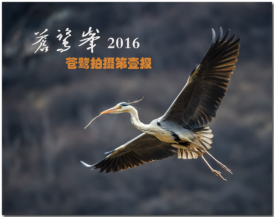 苍鹭2016拍摄第一报