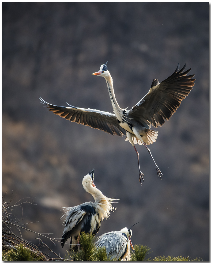 苍鹭2016拍摄第一报