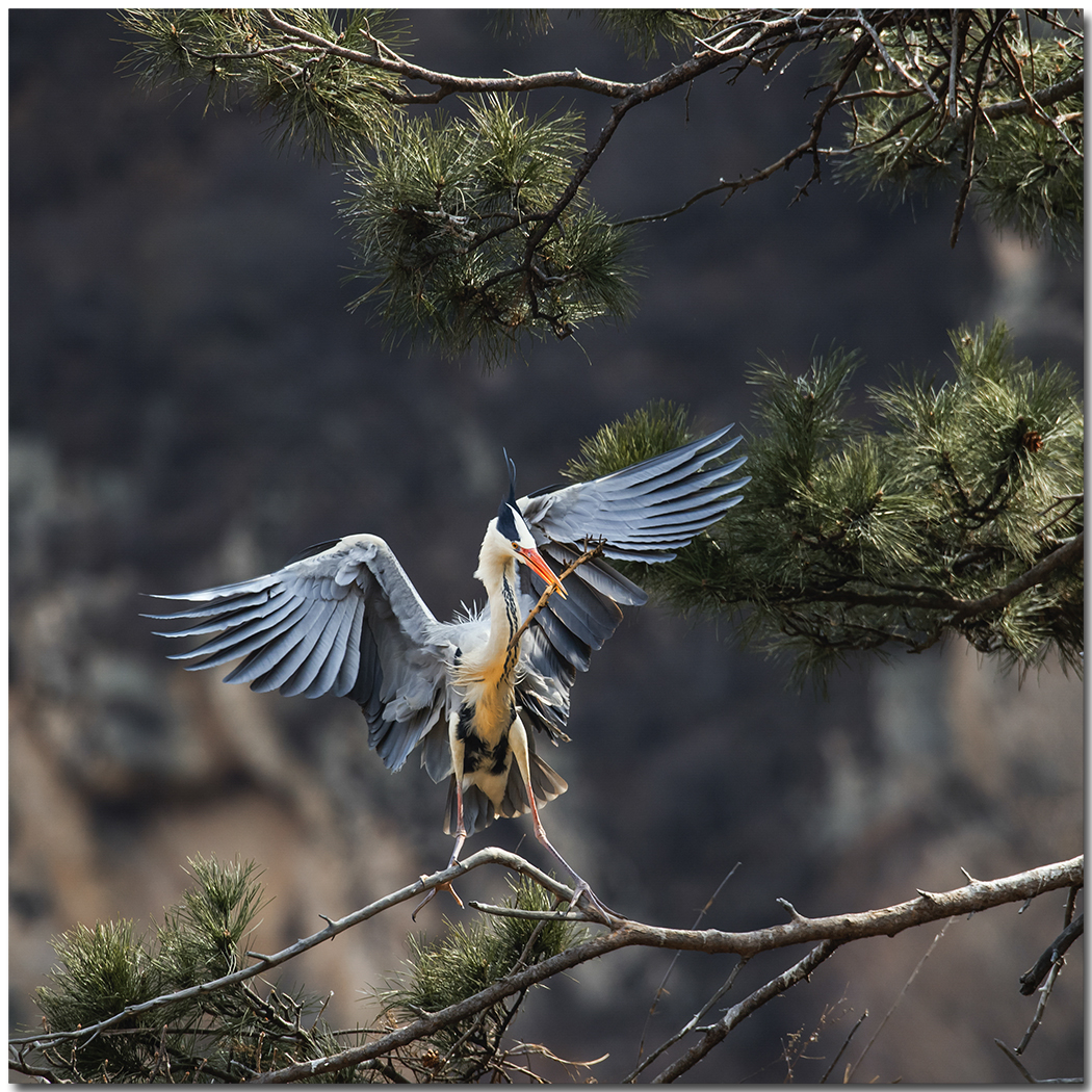 苍鹭2016拍摄第一报