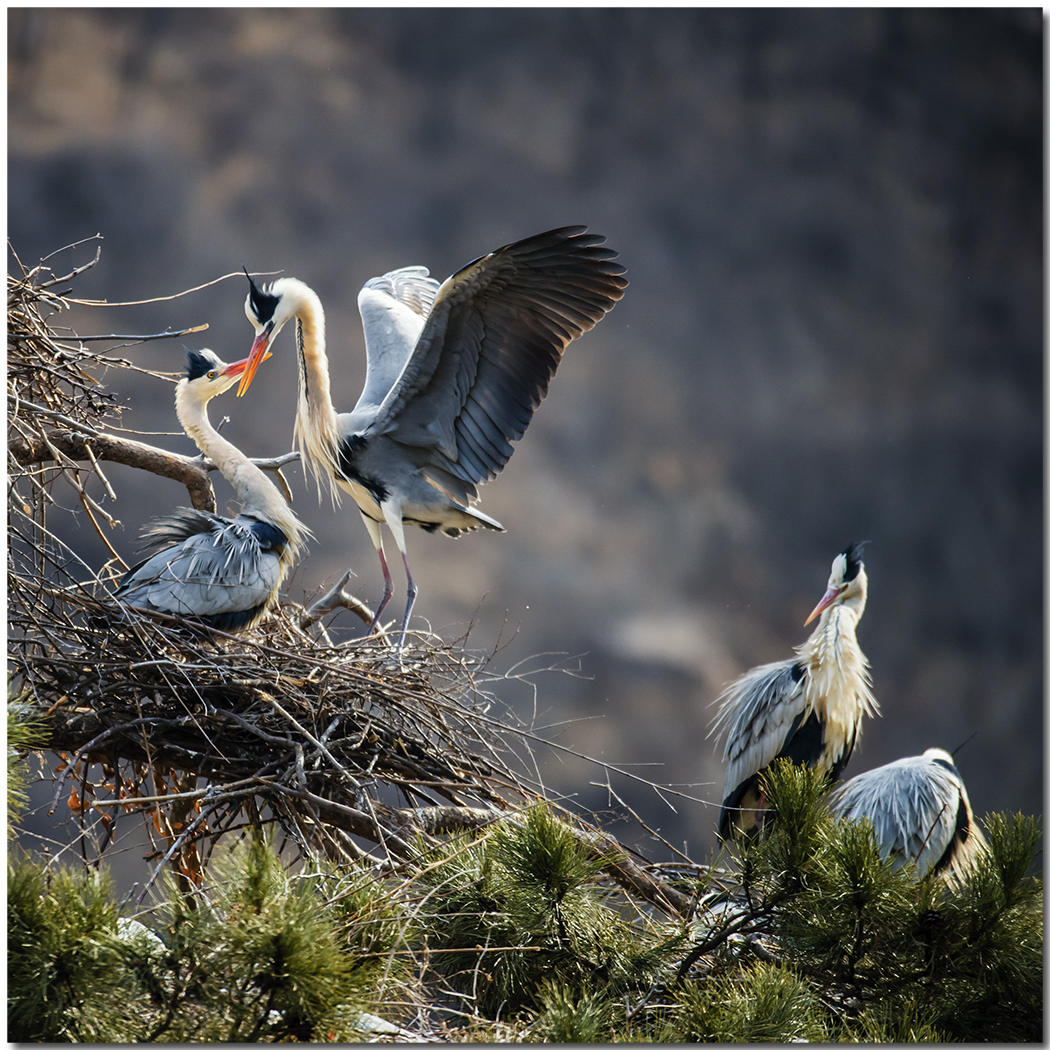 苍鹭2016拍摄第一报