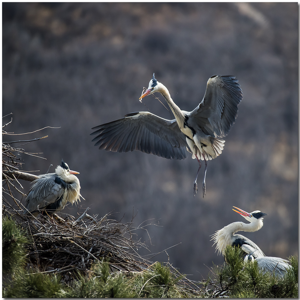 苍鹭2016拍摄第一报
