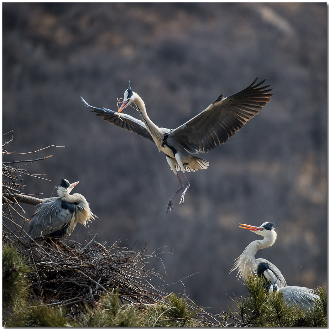 苍鹭2016拍摄第一报