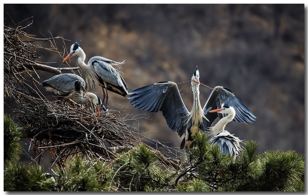 苍鹭2016拍摄第一报