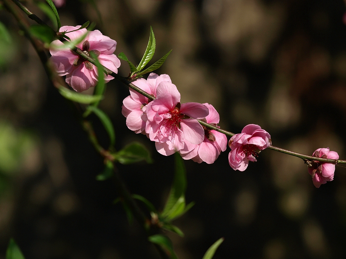 #ZOL月赛-四月物语#——桃花