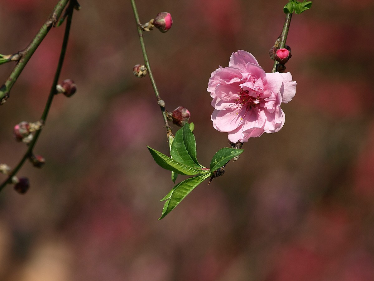 #ZOL月赛-四月物语#——桃花