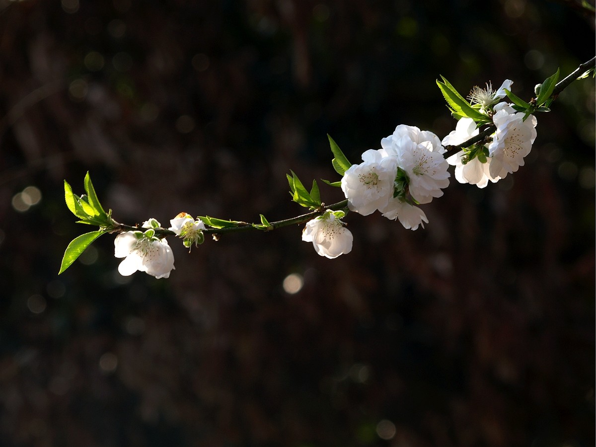 #ZOL月赛-四月物语#——桃花