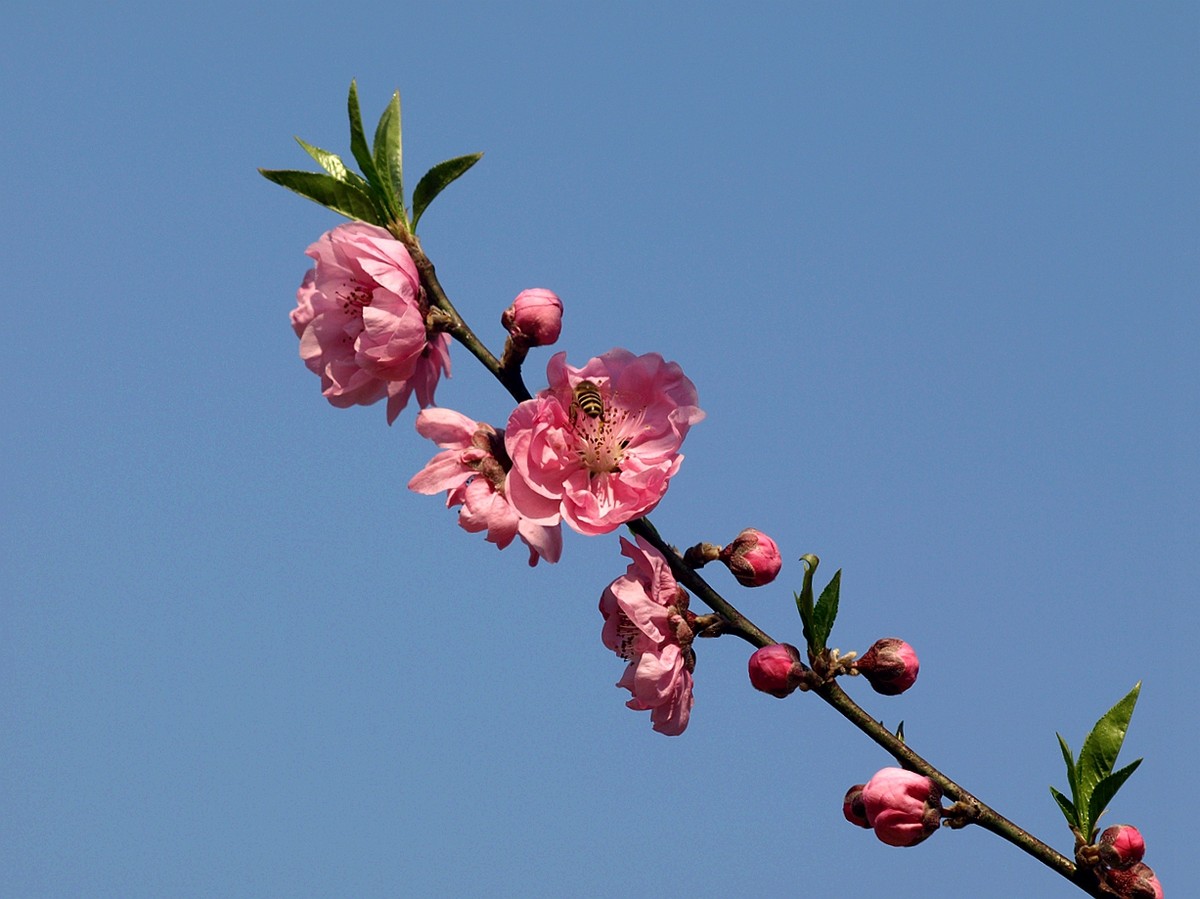 #ZOL月赛-四月物语#——桃花