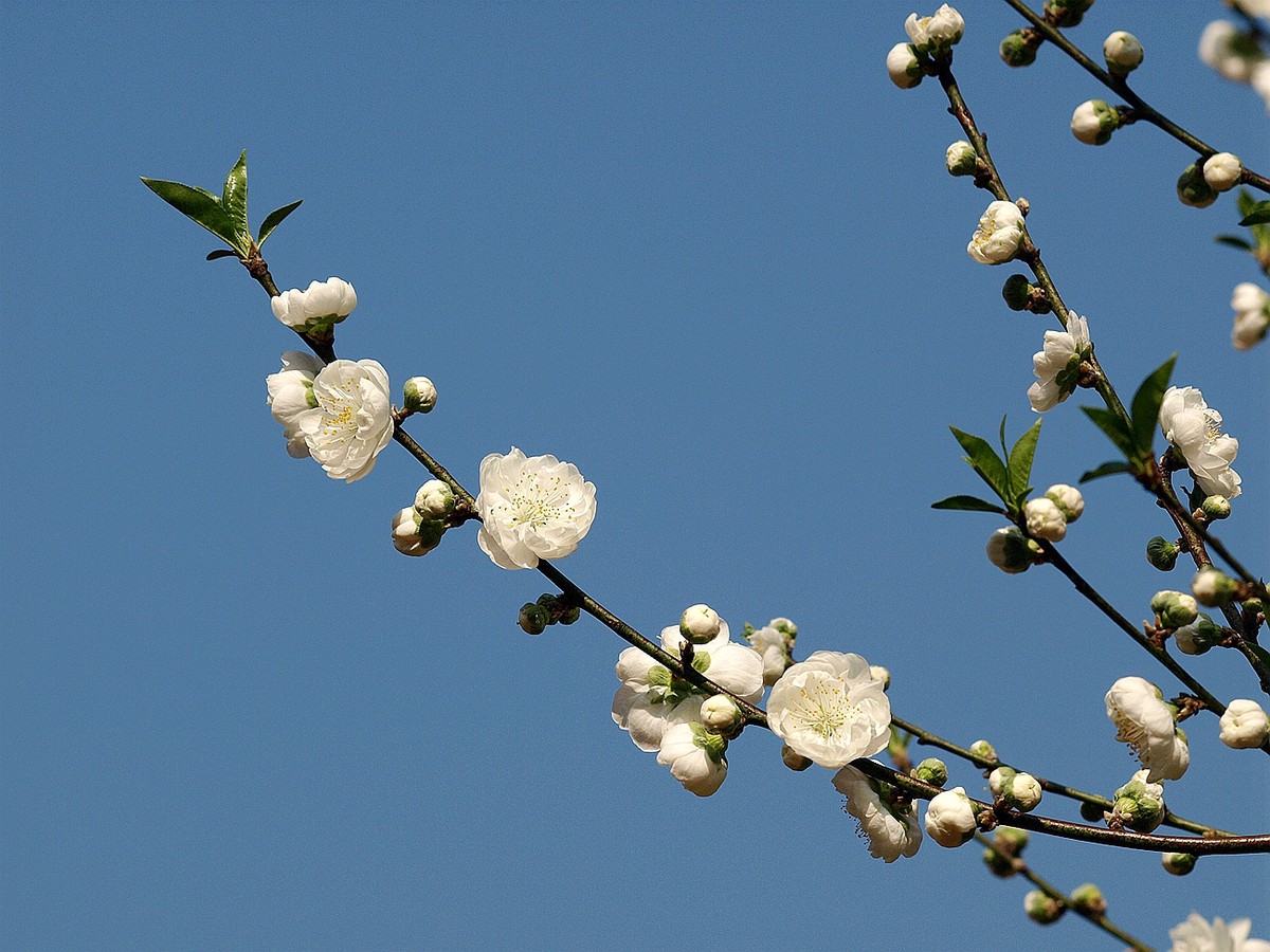 #ZOL月赛-四月物语#——桃花