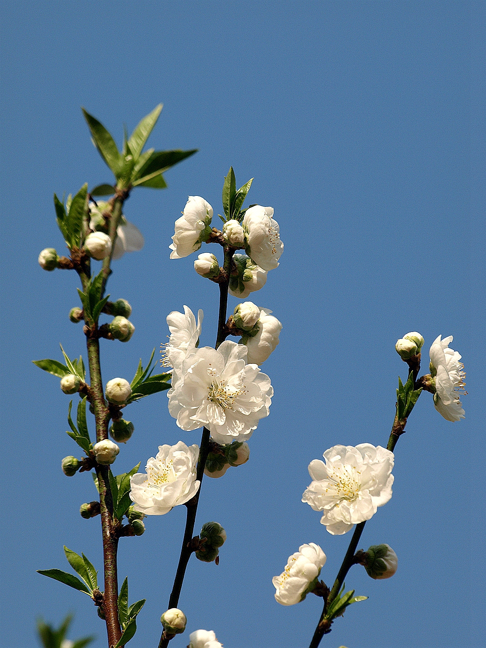 #ZOL月赛-四月物语#——桃花