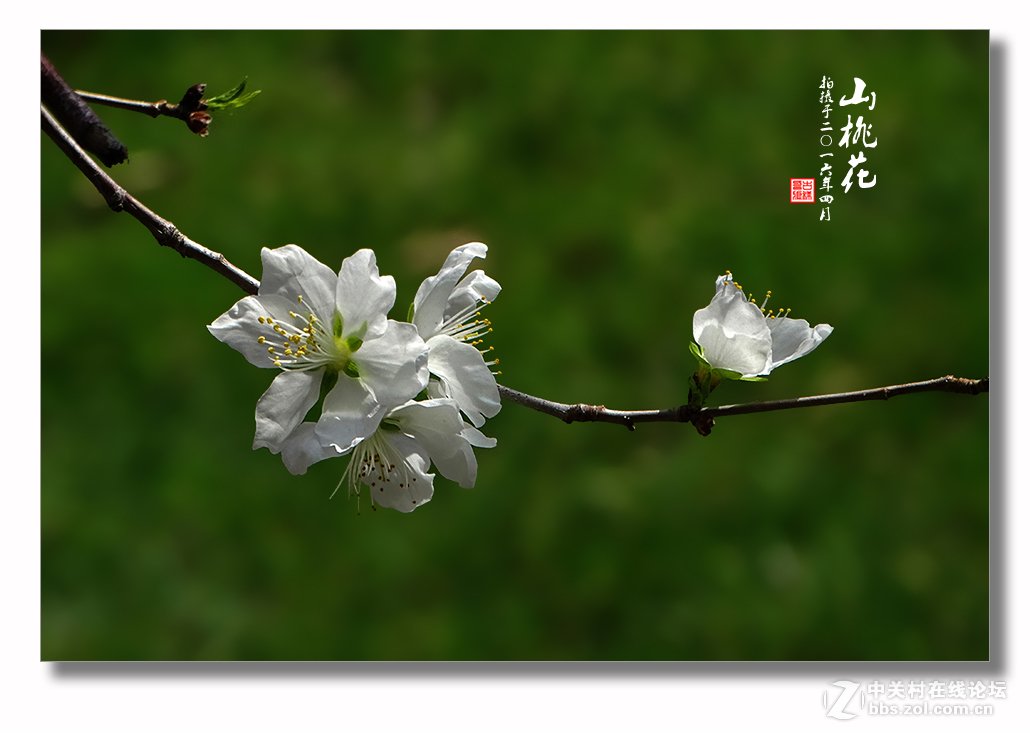 【迎春的山桃花】（2）