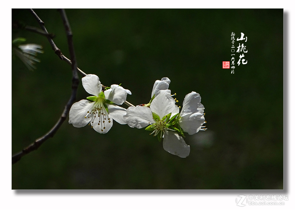 【迎春的山桃花】（2）