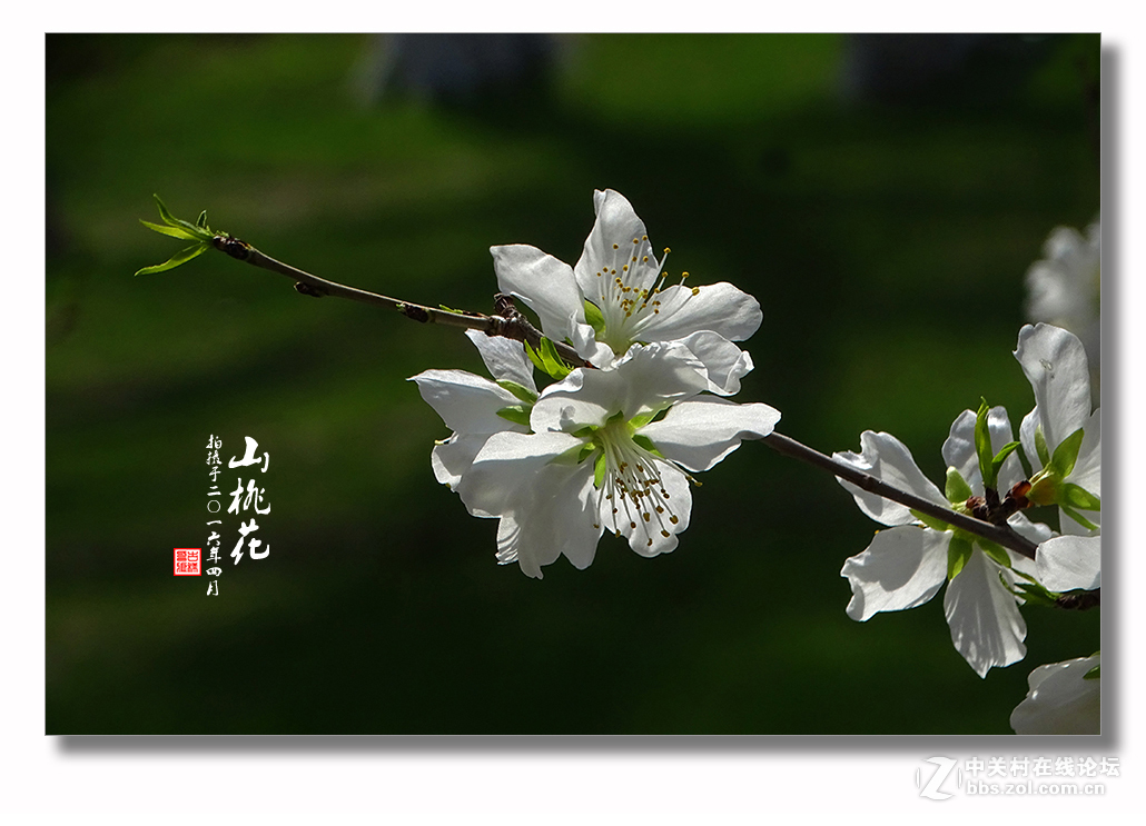 【迎春的山桃花】（2）