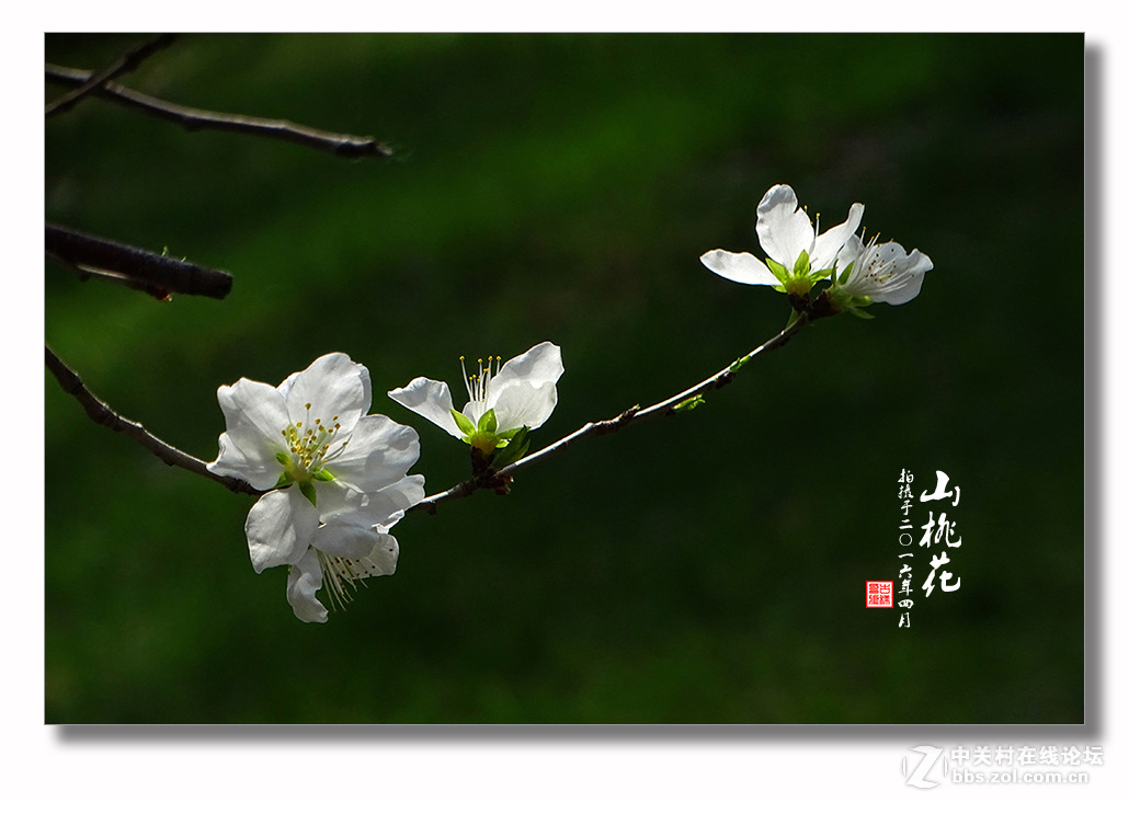 【迎春的山桃花】（2）