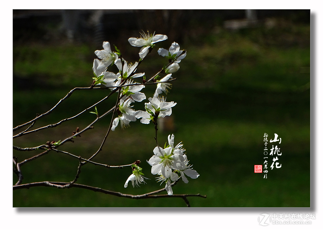 【迎春的山桃花】（2）