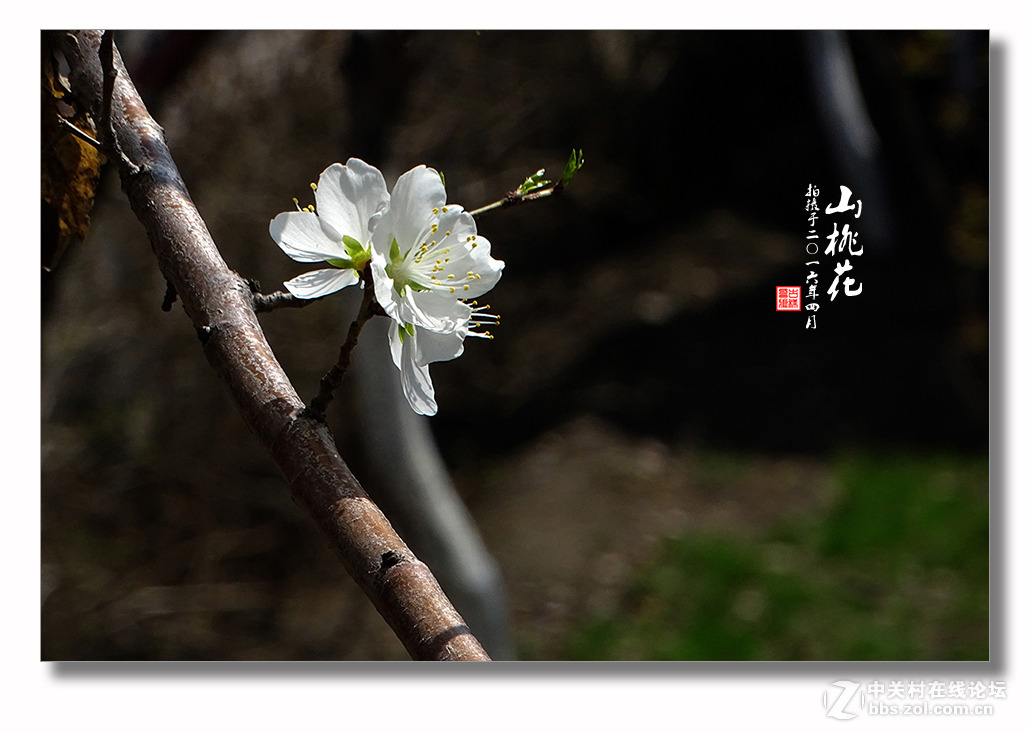 【迎春的山桃花】（2）
