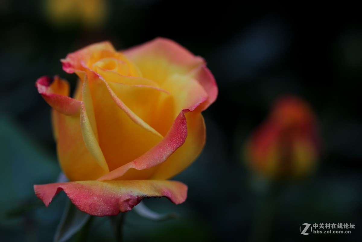 月季花