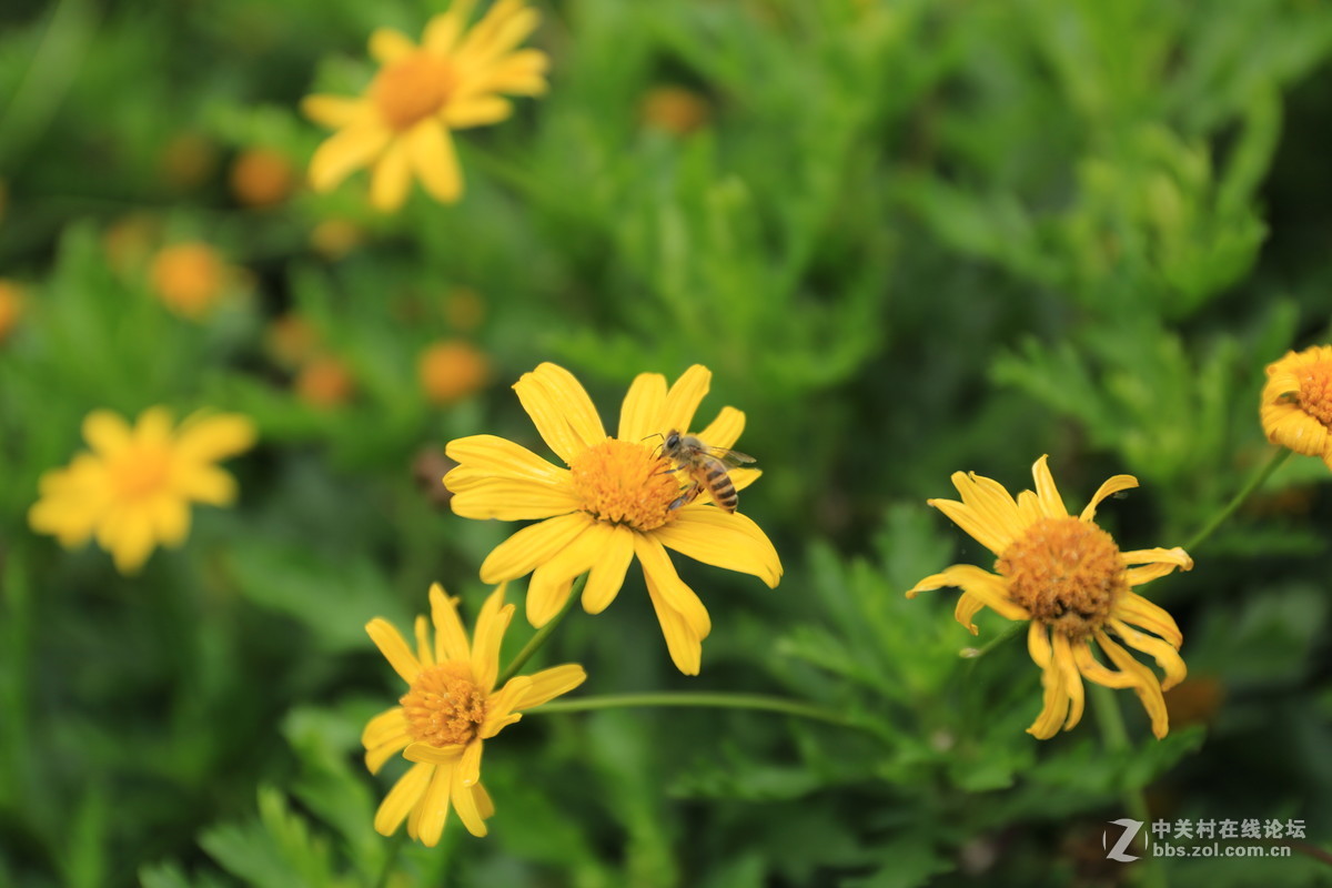 2470微距试镜直出