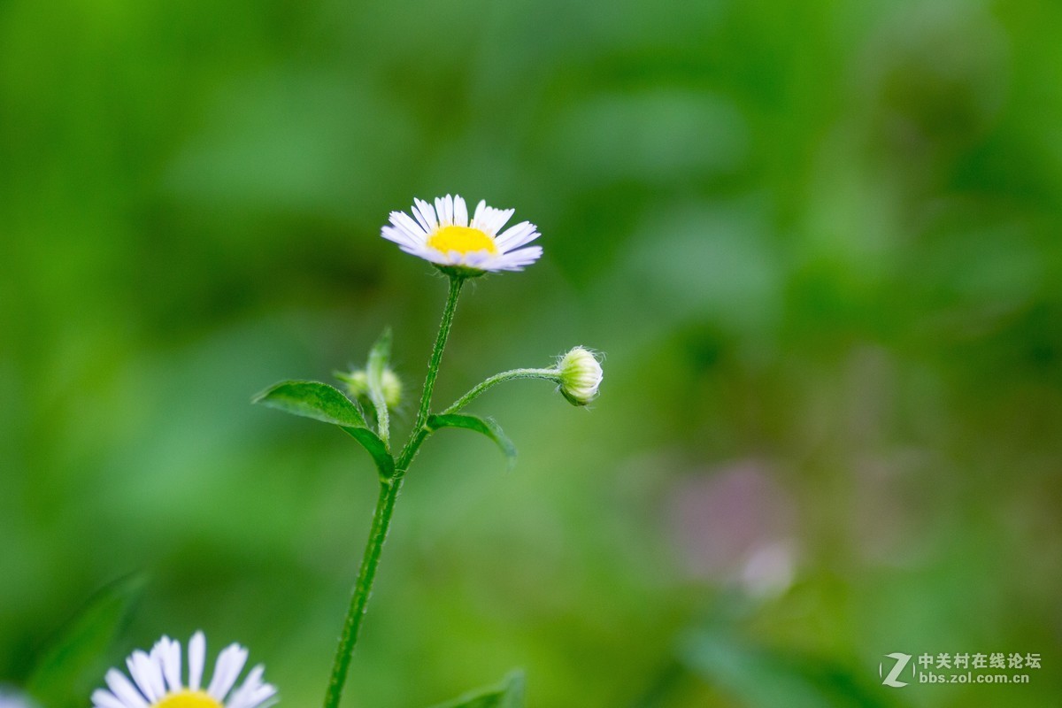 小草和小花壁纸图片