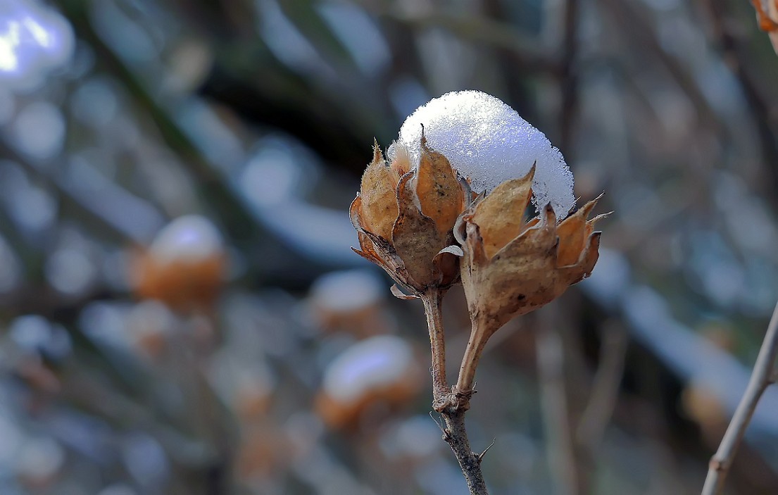 《2019的雪》全国大部分地区喜降大雪，只能在小区狭窄的地方拍点雪景，算是纪念吧！