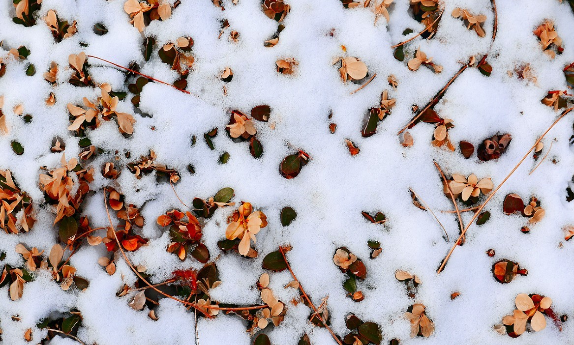 《2019的雪》全国大部分地区喜降大雪，只能在小区狭窄的地方拍点雪景，算是纪念吧！