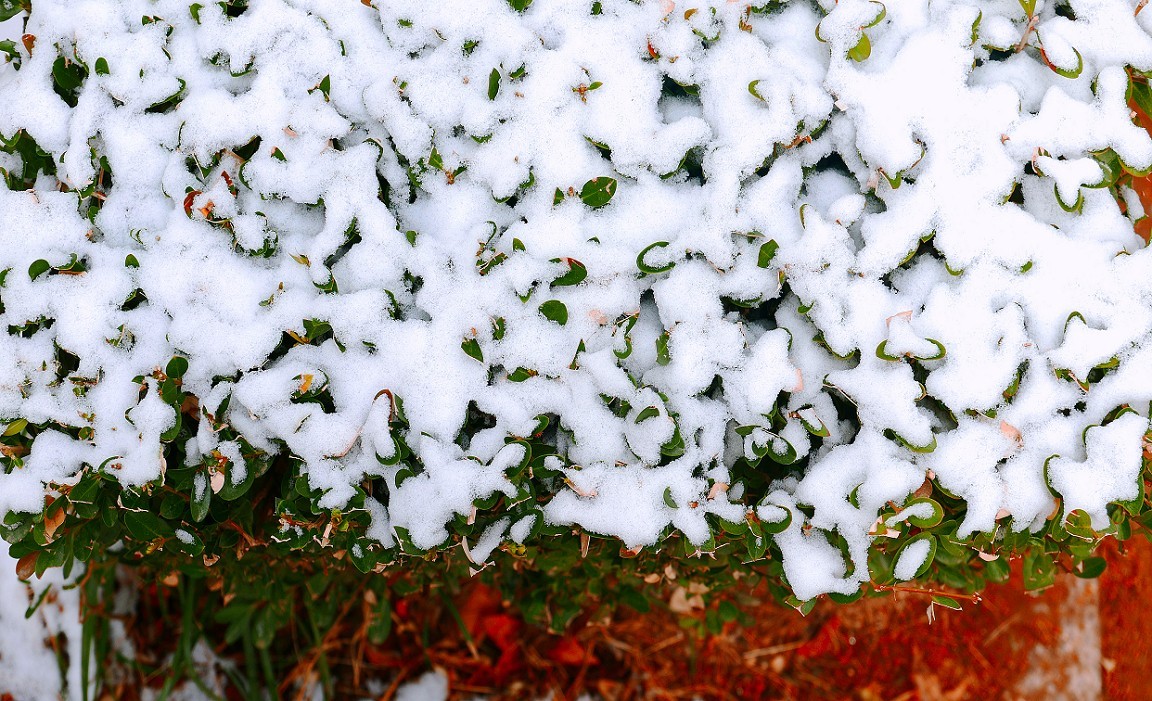 《2019的雪》全国大部分地区喜降大雪，只能在小区狭窄的地方拍点雪景，算是纪念吧！