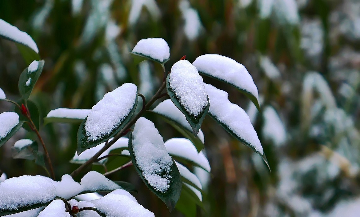 《2019的雪》全国大部分地区喜降大雪，只能在小区狭窄的地方拍点雪景，算是纪念吧！
