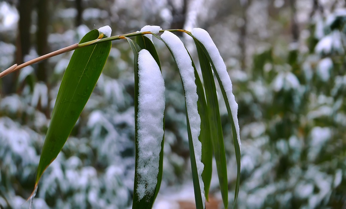 《2019的雪》全国大部分地区喜降大雪，只能在小区狭窄的地方拍点雪景，算是纪念吧！