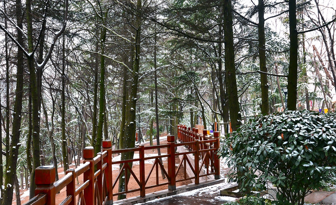 《2019的雪》全国大部分地区喜降大雪，只能在小区狭窄的地方拍点雪景，算是纪念吧！