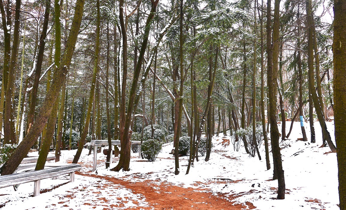 《2019的雪》全国大部分地区喜降大雪，只能在小区狭窄的地方拍点雪景，算是纪念吧！