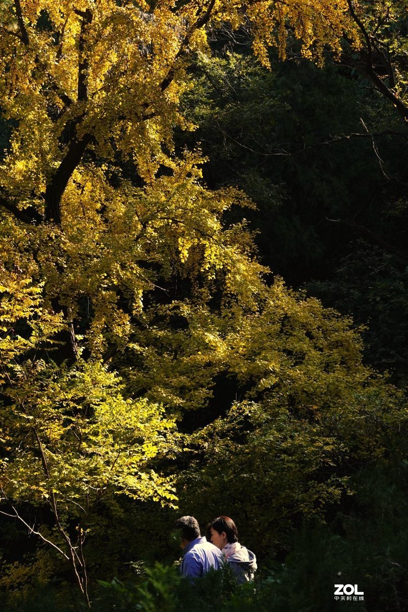 #ZOL月赛晒秋#  魅力香山公园