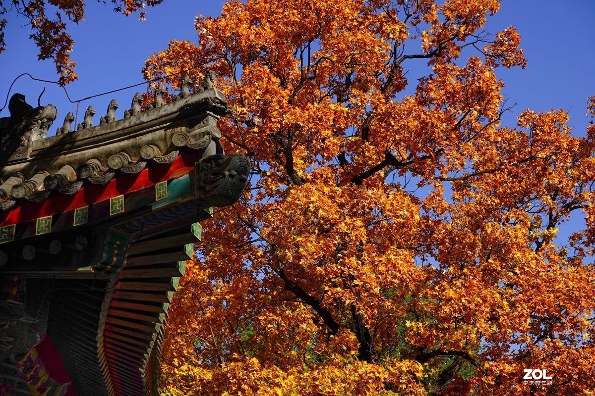 #ZOL月赛晒秋#  魅力香山公园