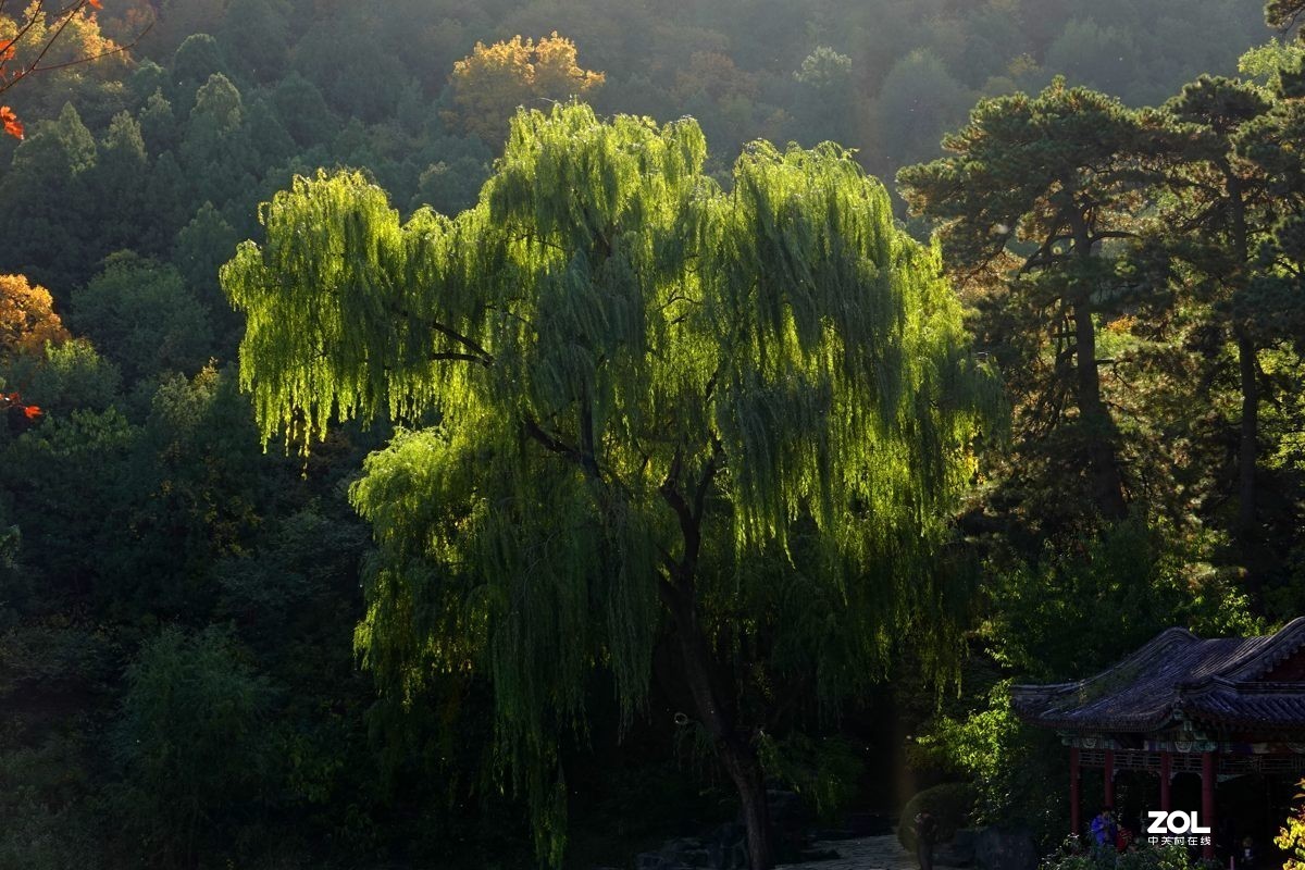 #ZOL月赛晒秋#  魅力香山公园