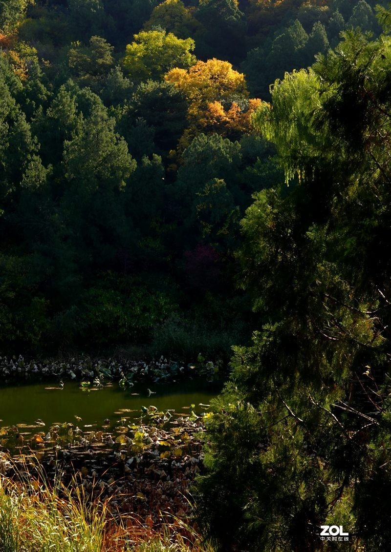 #ZOL月赛晒秋#  魅力香山公园