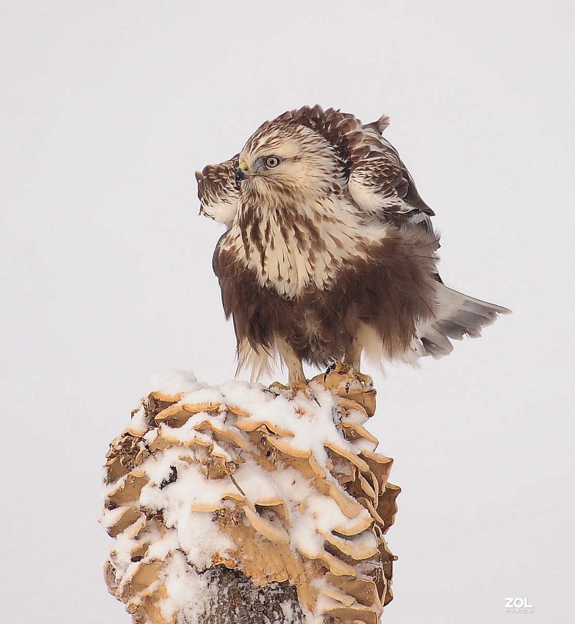 嘚瑟，再嘚瑟也是只鸟，嘚瑟完了跑了