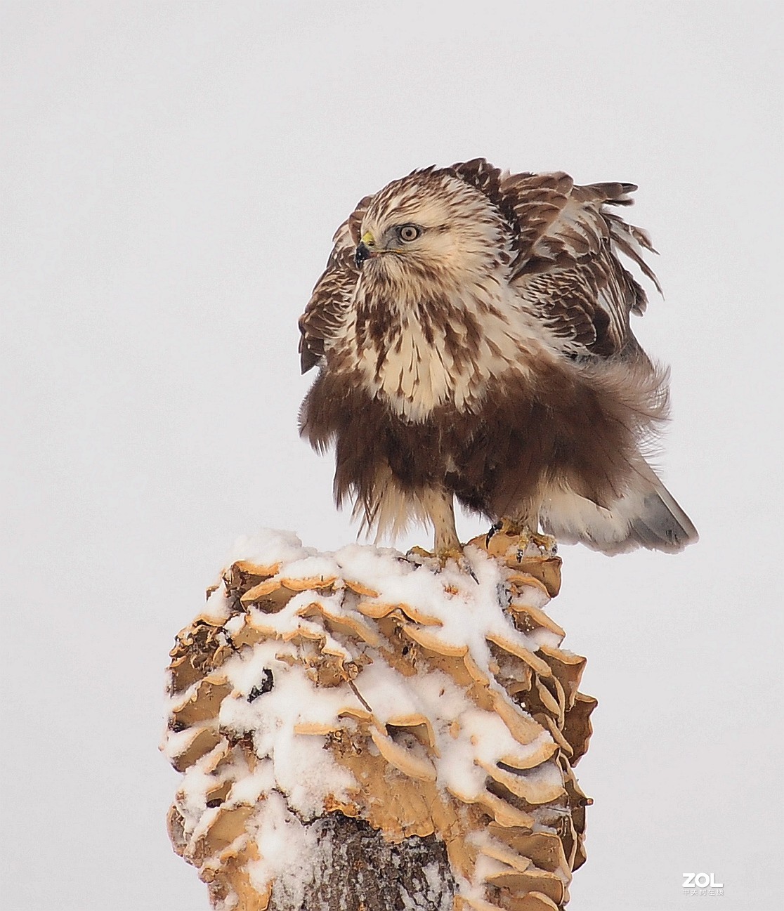 嘚瑟，再嘚瑟也是只鸟，嘚瑟完了跑了