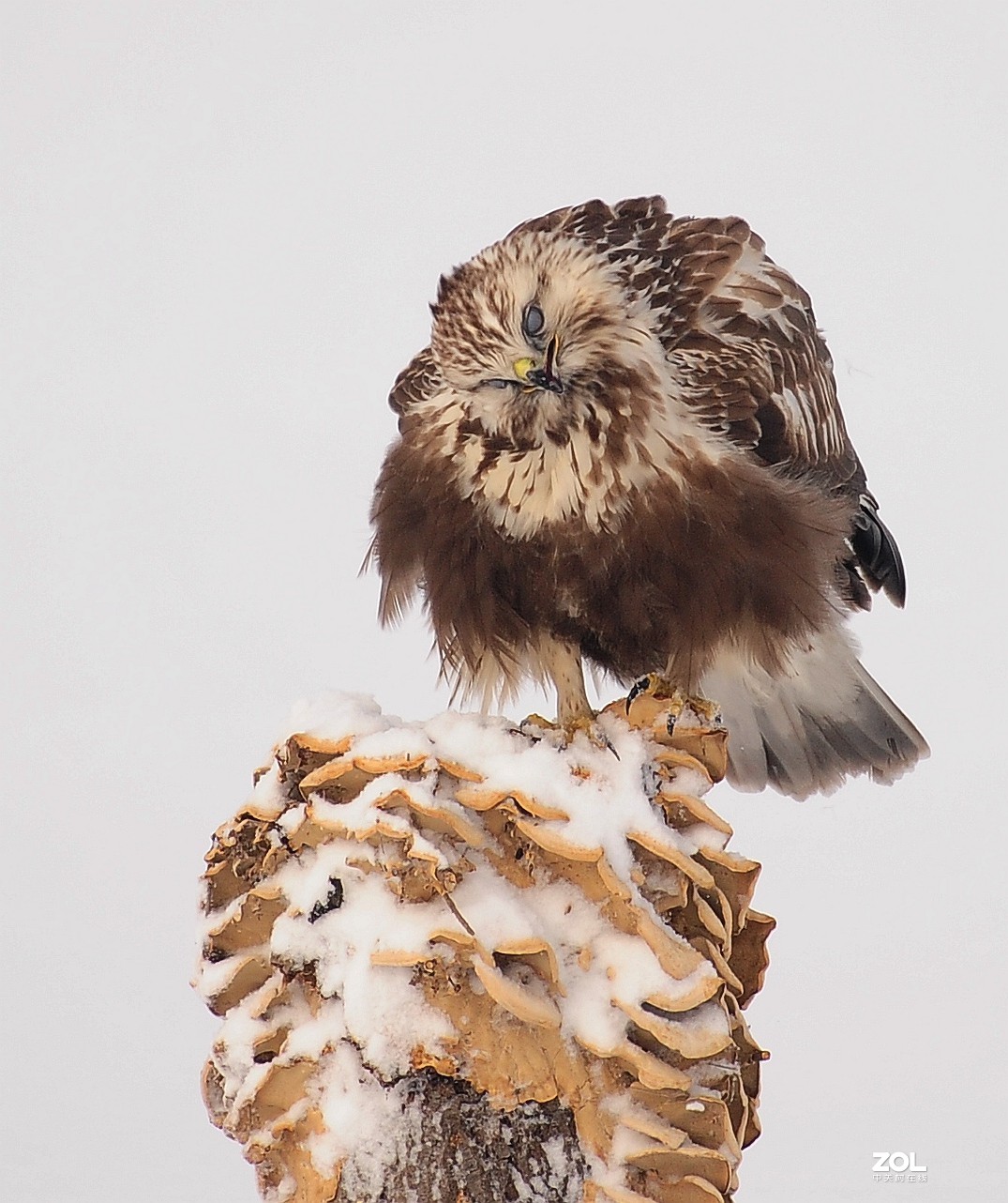 嘚瑟，再嘚瑟也是只鸟，嘚瑟完了跑了