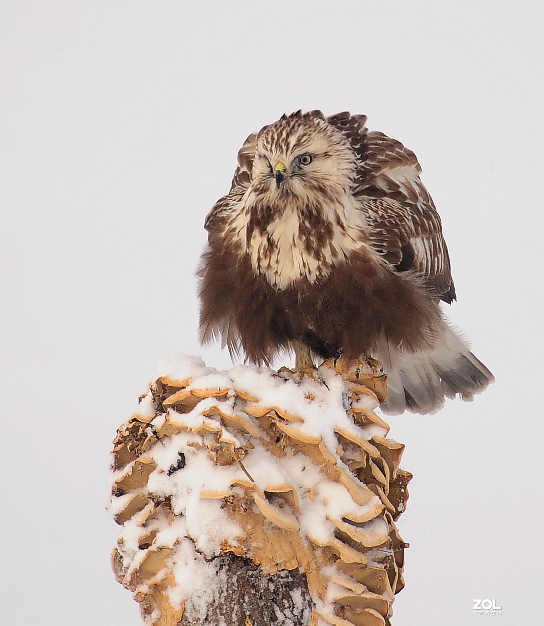嘚瑟，再嘚瑟也是只鸟，嘚瑟完了跑了