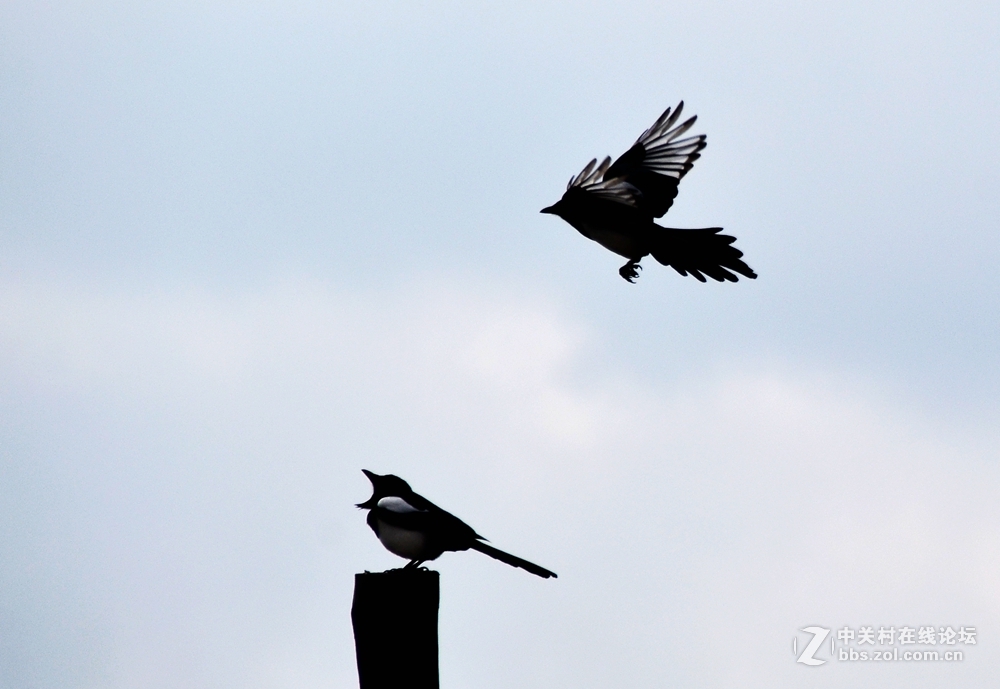 老鸹野雀叫喳喳抬起相机咔嚓嚓