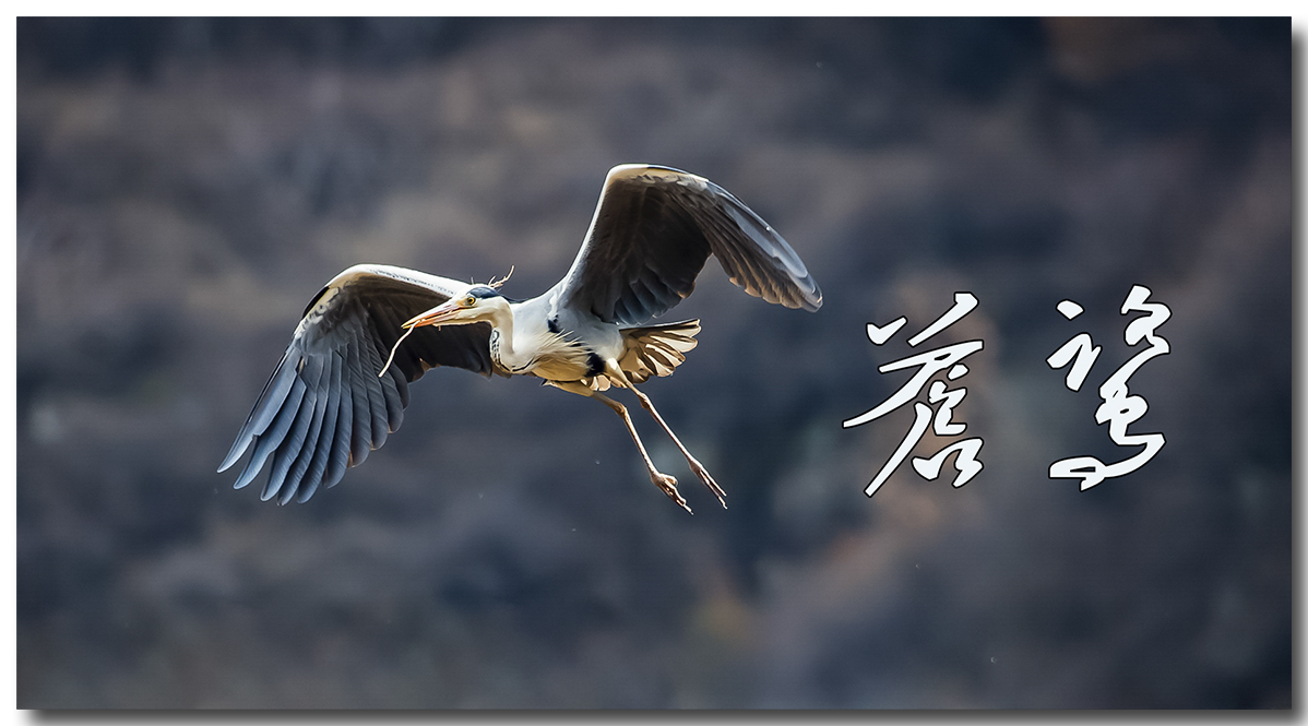 苍鹭2016拍摄第一报