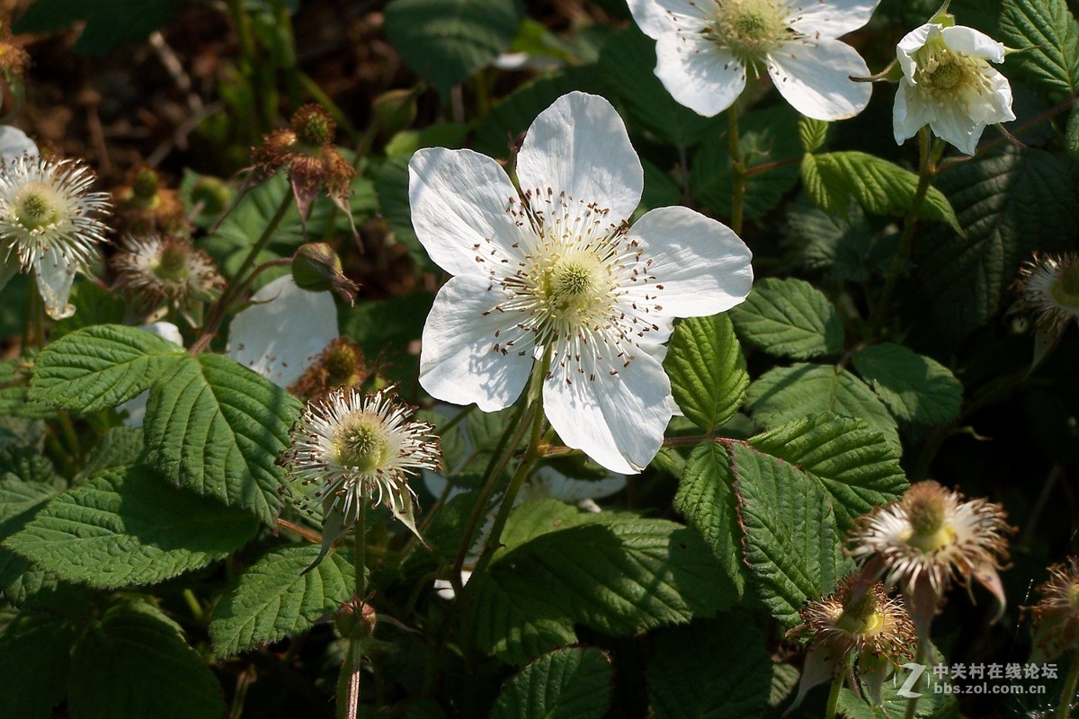 野草莓花
